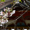 太宰府天満宮の桜