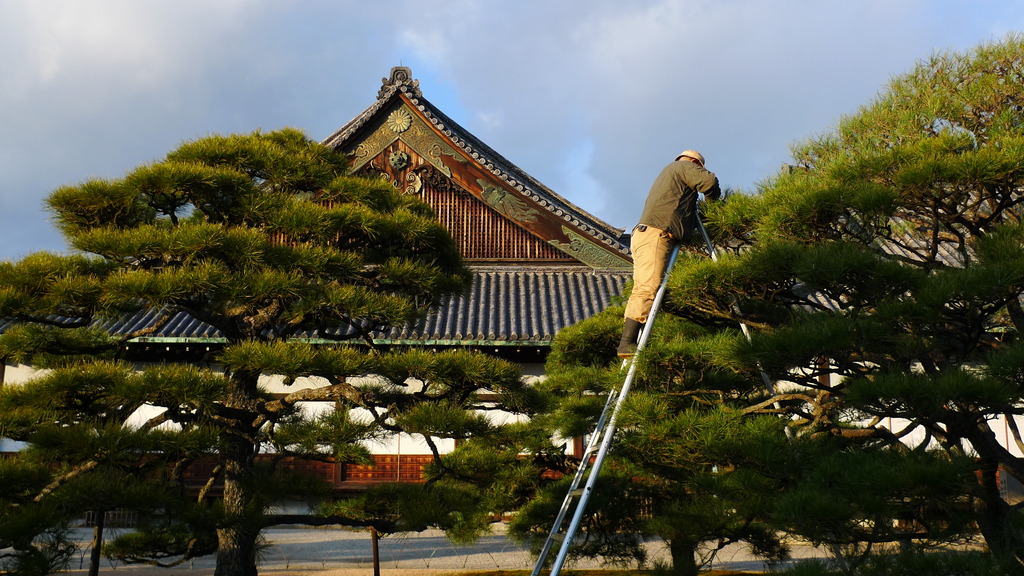 京都　二条城内