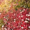 草紅葉、チングルマ