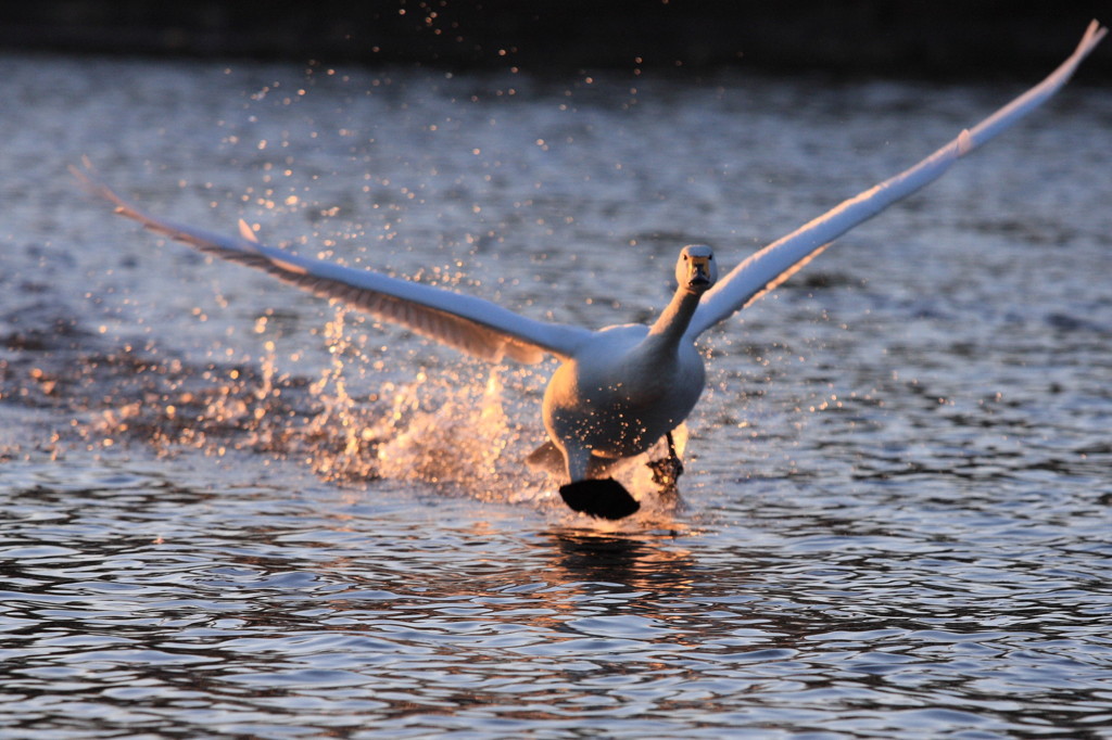 running take off!!