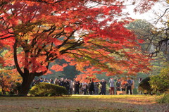 紅葉をとる人々