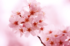 チェリー!?blossom