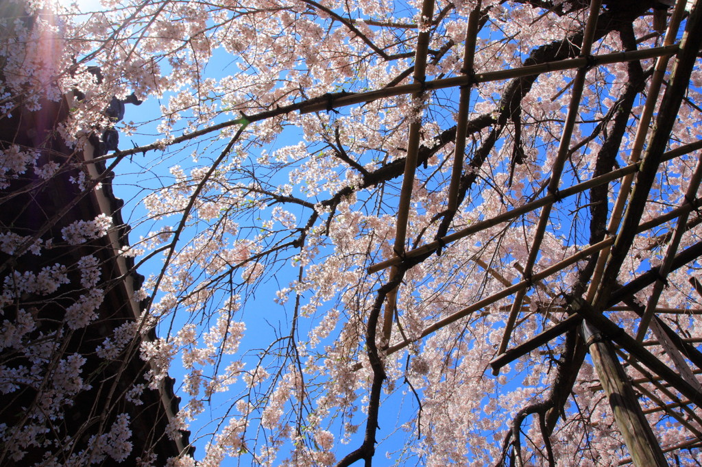 枝垂れ桜　in urawa