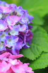 Hydrangea!