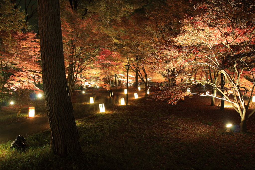紅葉（ﾓﾐｼﾞ）night♪