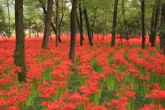 巾着田