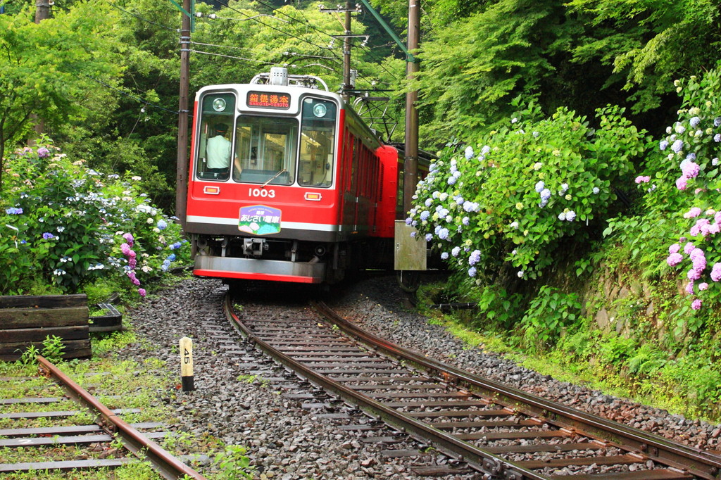 あじさい列車♪