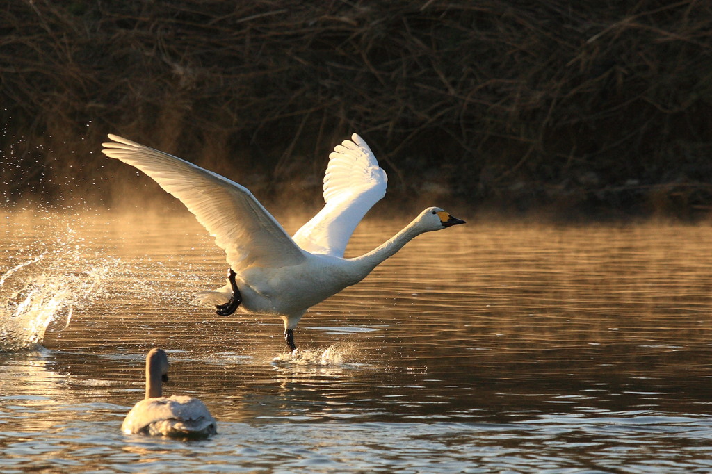 TAKEOFF in Kawajima