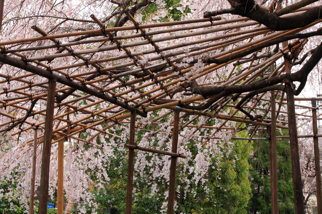 枝垂れ桜　玉蔵院　in　さいたま市