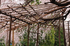 枝垂れ桜　玉蔵院　in　さいたま市