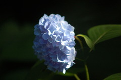 紫陽花