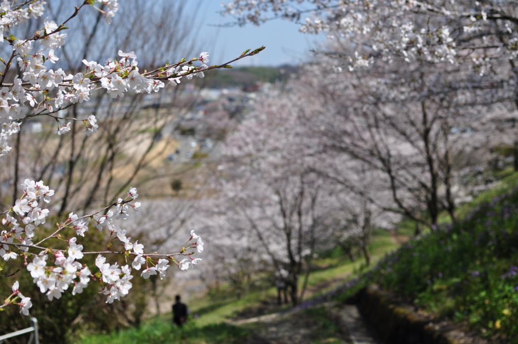 春の一峰公園