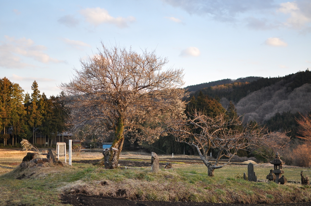 夕暮れの梅