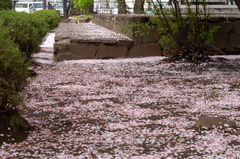 桜花