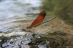 涼をとる、カワトンボ