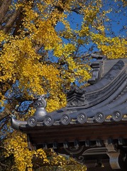 銀杏と瓦