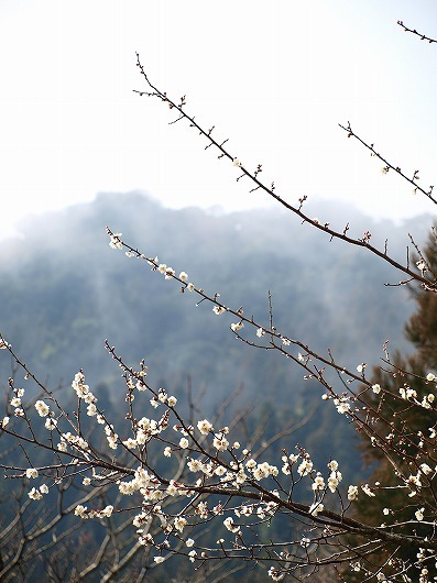 朝靄の中の梅