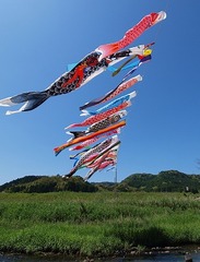 鯉のぼり