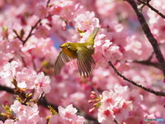 春の歓喜