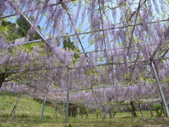 紫ふじ