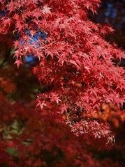 紅い紅葉