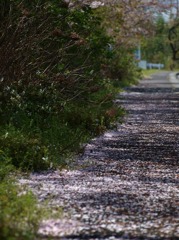 桜の花、舞い散る道（No2） 