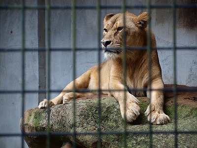 ライオン