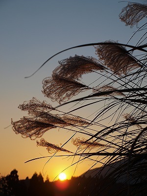 横からススキ