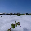 芽生え