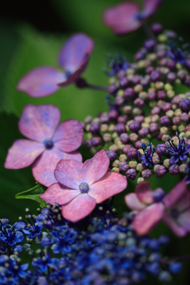 紫陽花