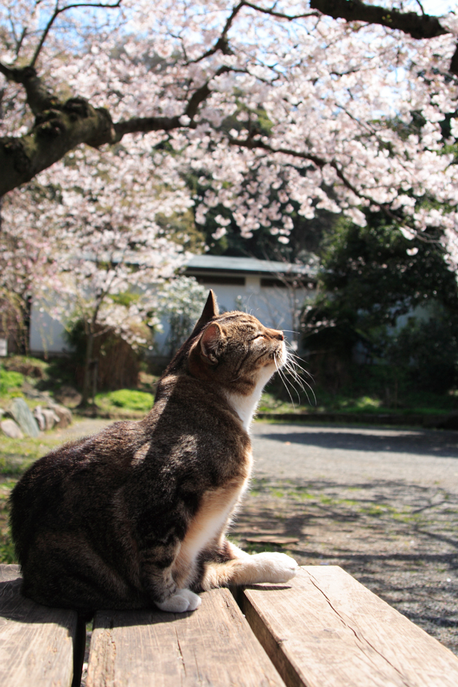 お花見ネコ