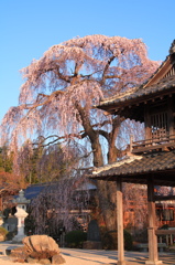 阿弥陀寺の枝垂桜。
