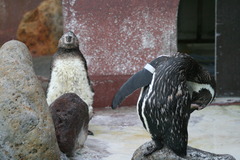 ペンギン