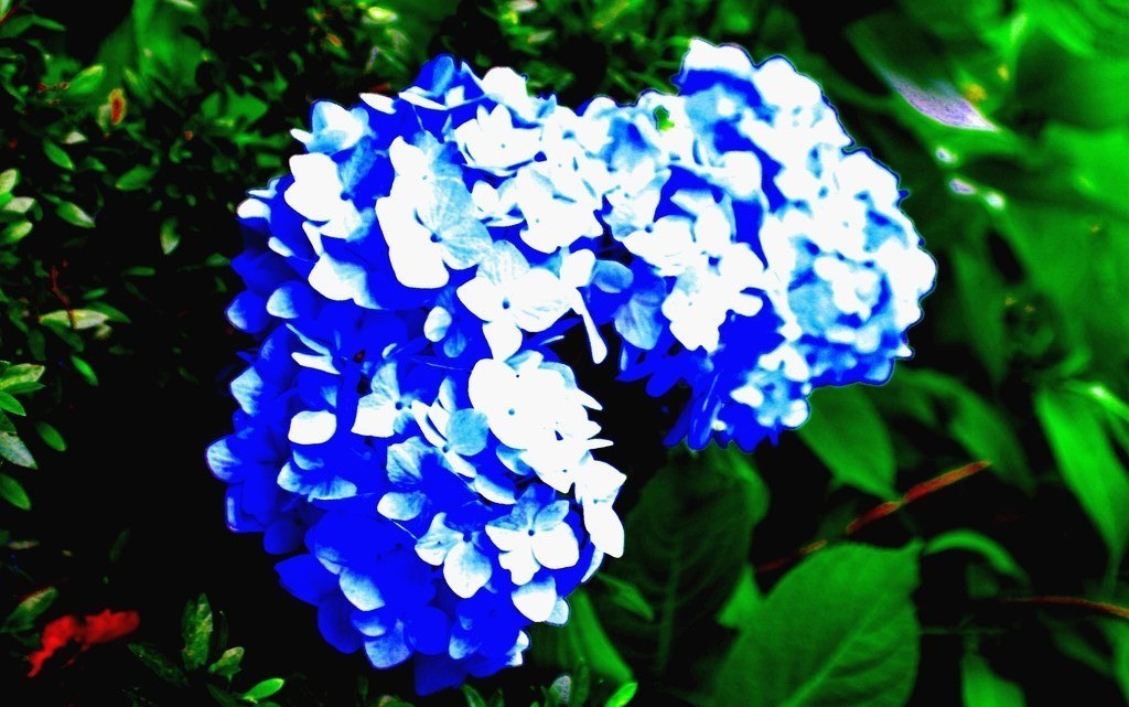 紫陽花