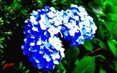 紫陽花