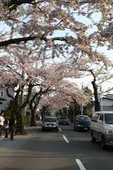 桜並木