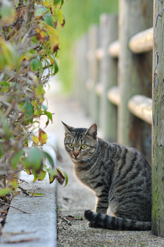 柳川の猫