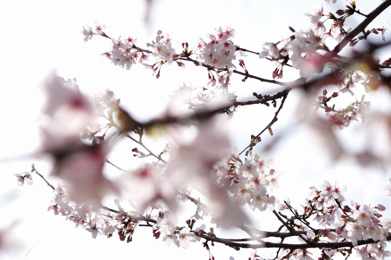 sakura04