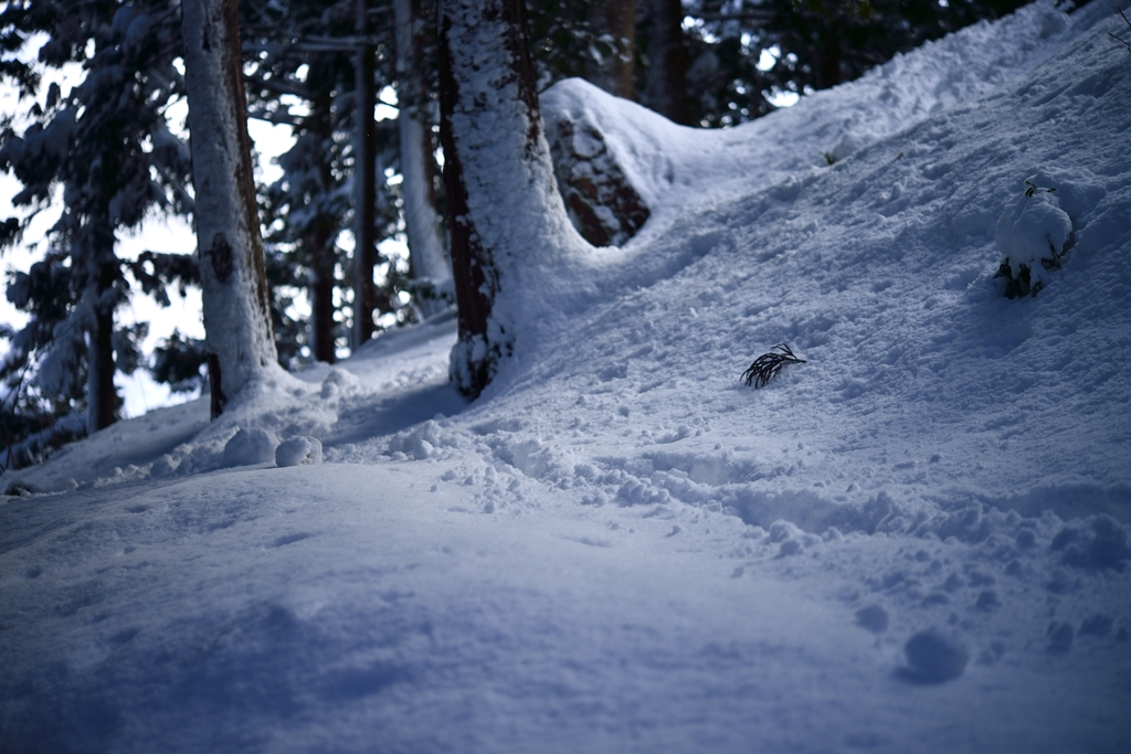 新雪