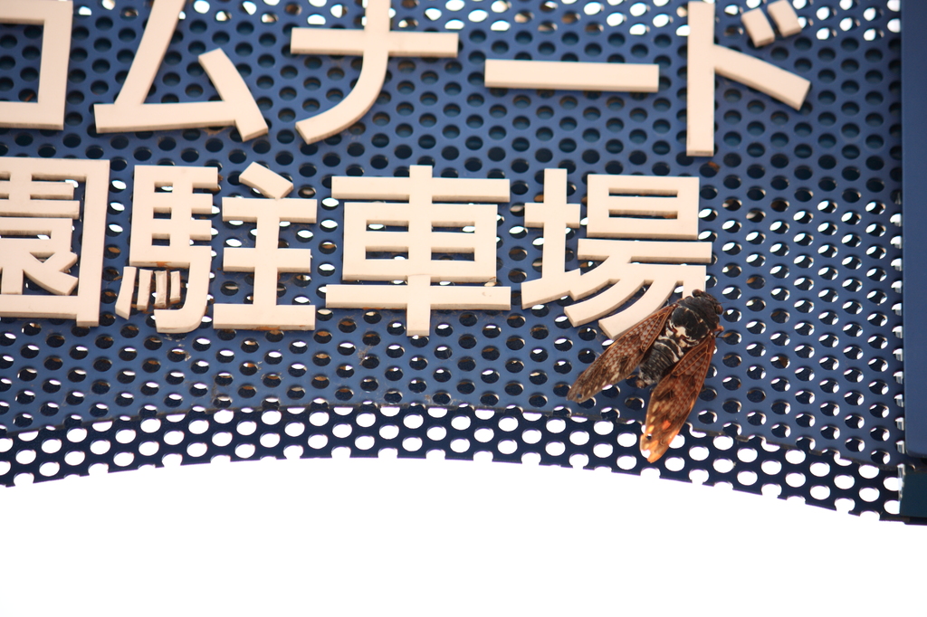 お台場の蝉