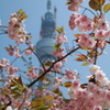 八重桜