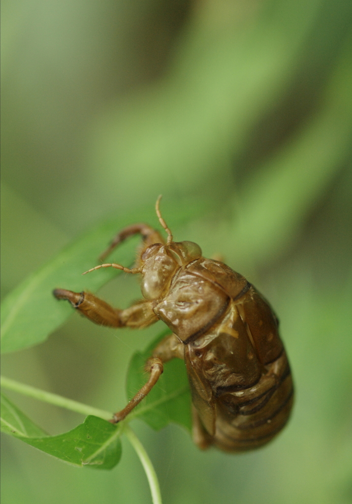 残像