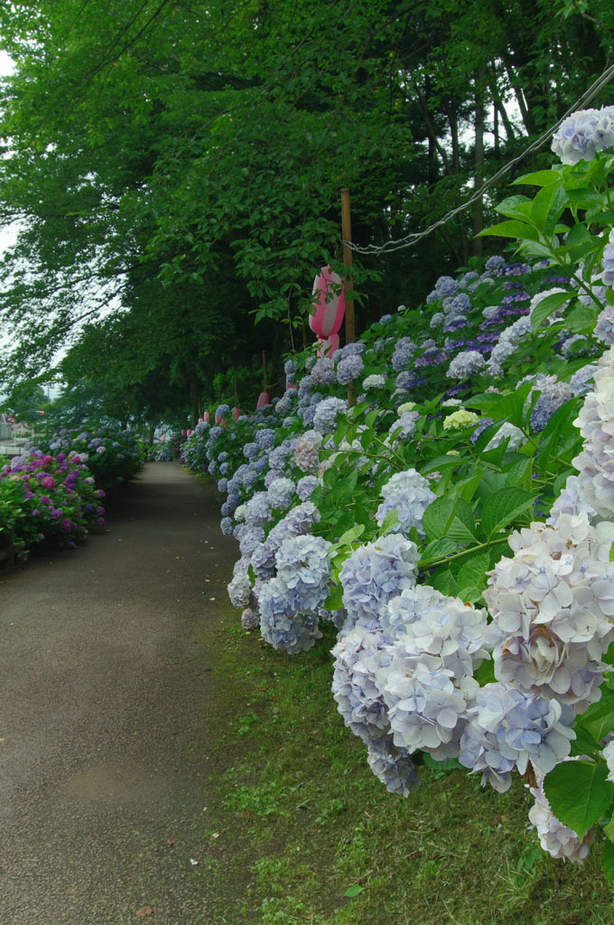 紫陽花通り