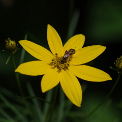 小さい花に小さいハチ