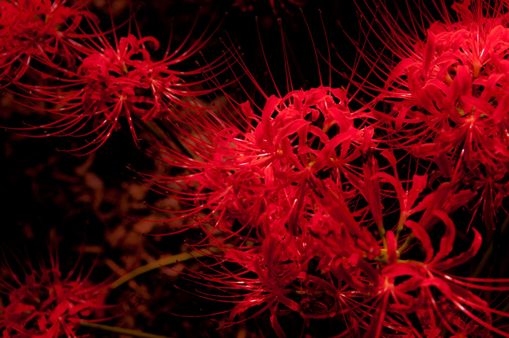 ”花”火