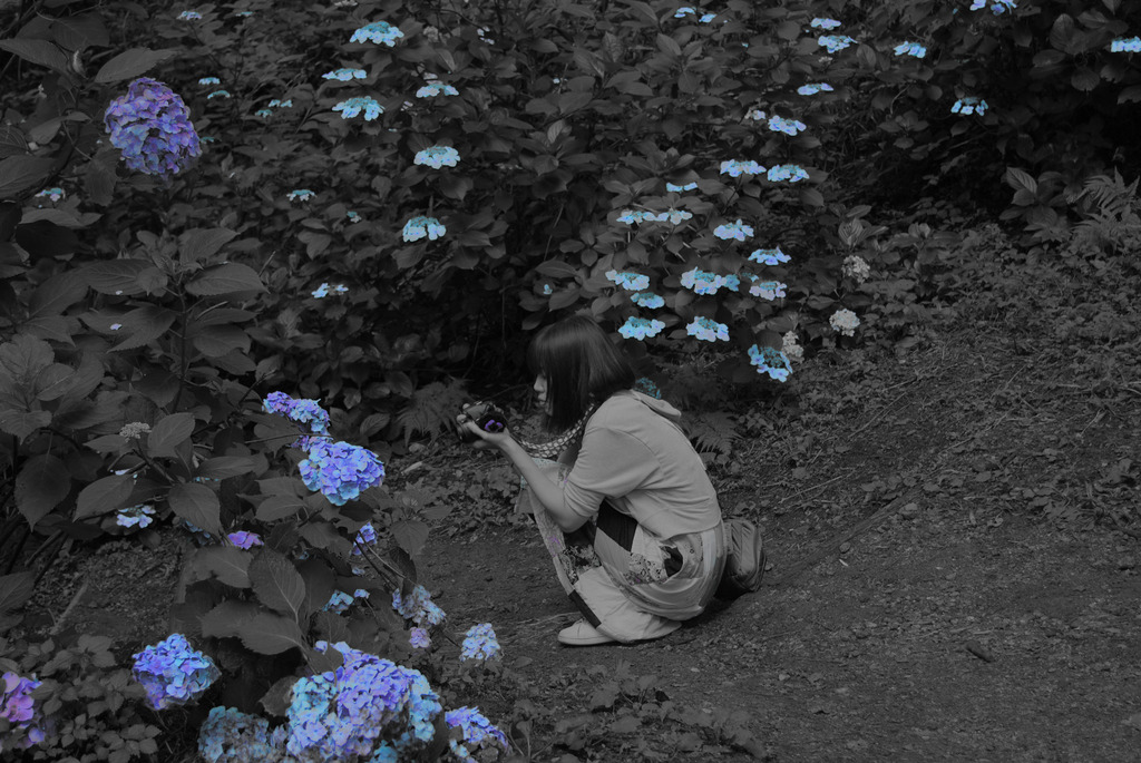 紫陽花