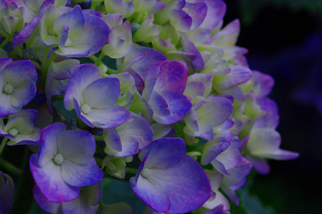 紫陽花