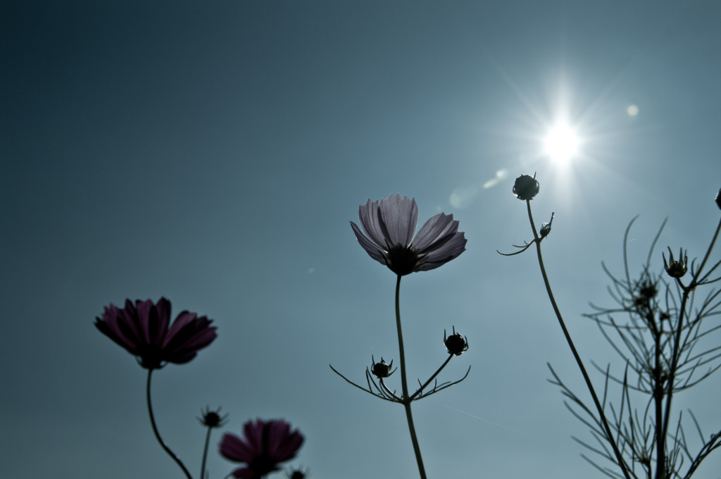 秋花