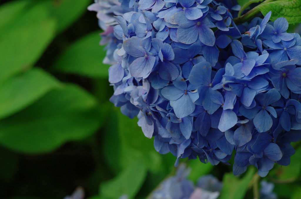 紫陽花