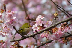 春の宴。